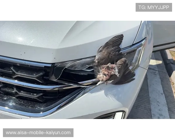 赛车被鸟撞碎鼻翼